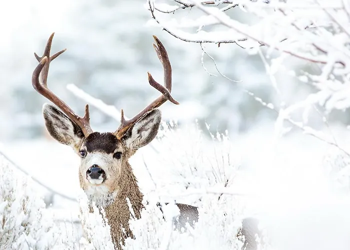 Hubertus Alpine Living Obertauern